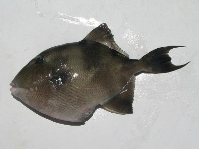 gray triggerfish