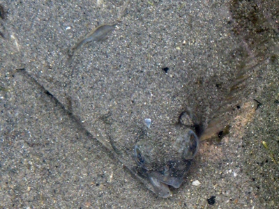 Winter Flounder buried in sand
