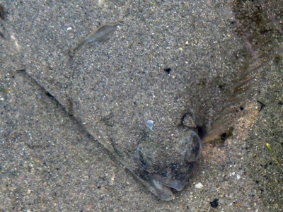 https://www.daybreakfishing.com/images/saltwater-fish/winter-flounder.jpg