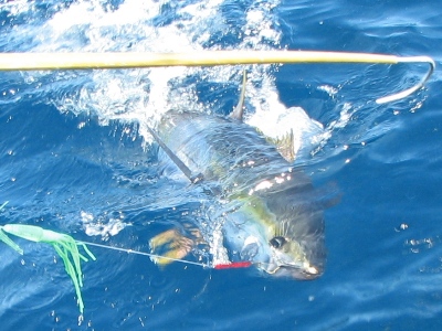 Yellowfin Tuna