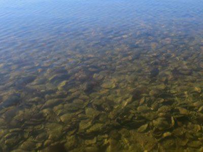 oyster reef