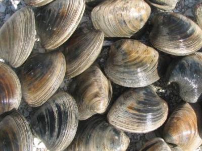 quahog clams