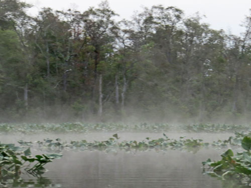 spatterdock