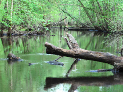 timber fish structure