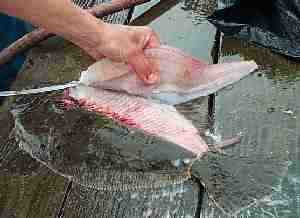 how to fillet a summer flounder