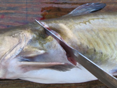 How To Clean Catfish –