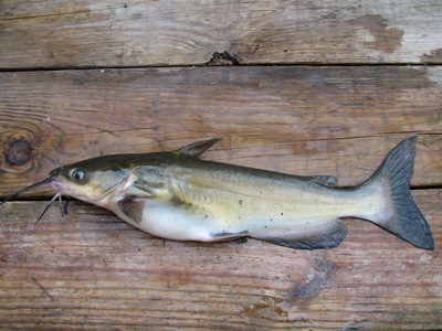 Catch Clean & Cook Bullhead Catfish & Bullhead Fishing Contest - Youtube