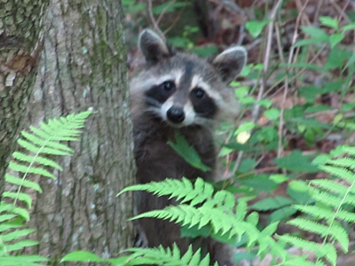 raccoon in forest