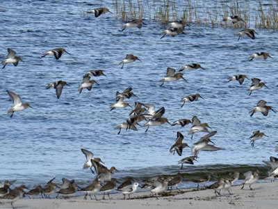 winter shorebirds