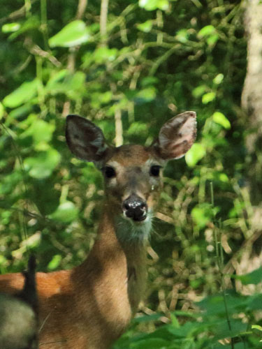 white tailed deer doe woods