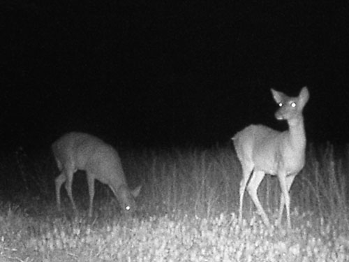 deer at night