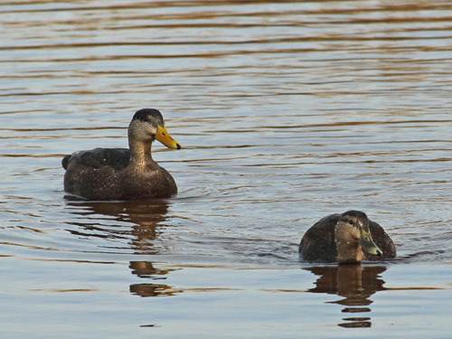 black ducks