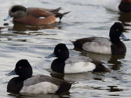 winter ducks