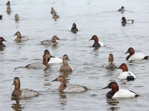 canvasback ducks