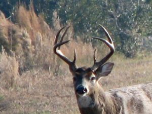 White-tailed Deer Buck