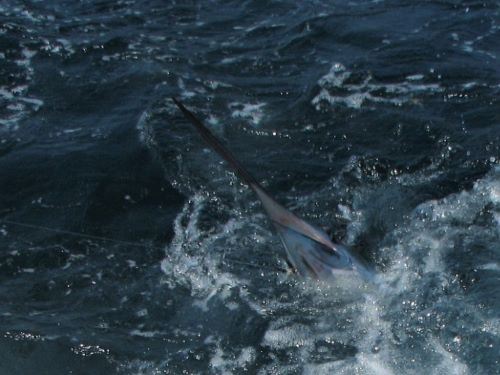 white marlin bill