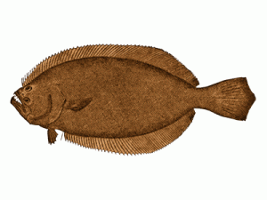 southern flounder icon