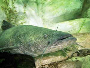 flathead catfish