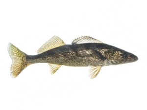 walleye