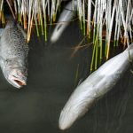 Cold Stunned Spotted Seatrout