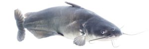 blue catfish