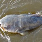 blue catfish