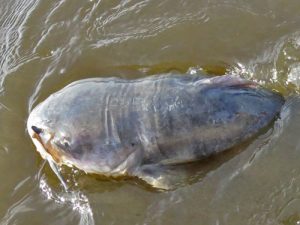 blue catfish