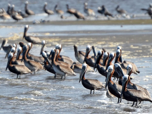 Cape Fear River pelicans