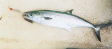 Spanish Mackerel