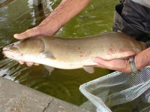 bowfin fish