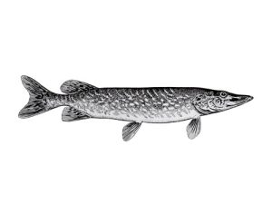 northern pike