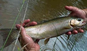 rainbow trout