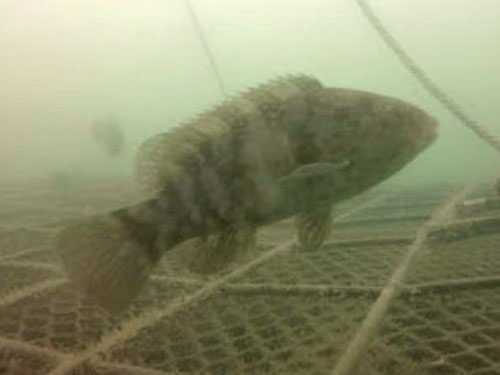 tautog near oyster cage