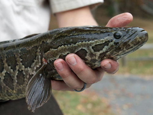 Northern Snakehead fish