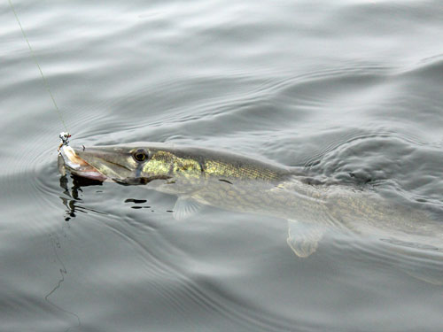 Johnson Lake Chain Pickerel