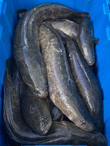Conowingo Dam fish lift snakeheads
