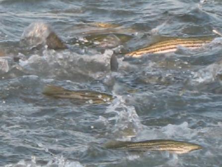 Striped Bass